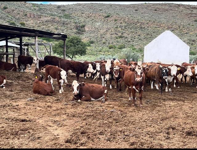 338HA FARM FOR SALE IN LADISMITH RURAL